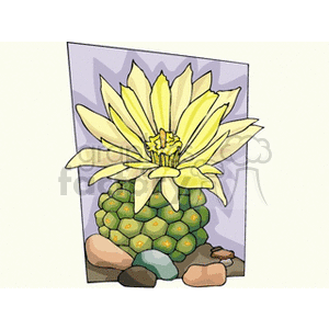 Yellow Flowering Cactus