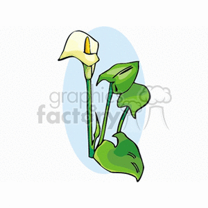 Calla Lily with Green Leaves