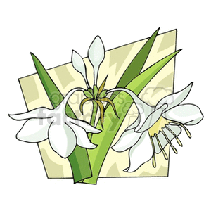 White Lily Flower