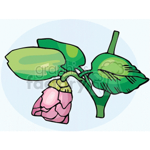 Pink Flower Bud with Green Leaves