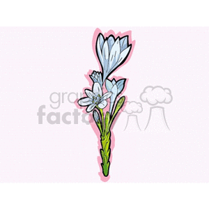 Illustration of white flowers with green stems and leaves, set against a light background.