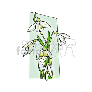 Illustration of white snowdrop flowers with green stems on a light background.