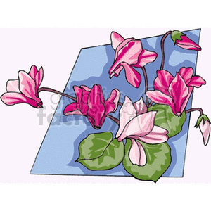 Clipart illustration of pink cyclamen flowers with green leaves on a blue background.