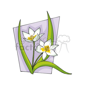 Clipart of two white flowers with green leaves against a purple background.