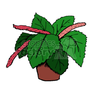 The clipart image shows a potted plant with large, green leaves, and what appears to be a red chenille (also known as a caterpillar-like) stem or flower spike.