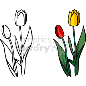 Colorful and Monochrome Tulip