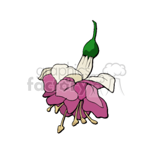The clipart image shows a stylized representation of a fuchsia flower. Key features include pink and purple petals with some white coloring and the distinctive long stamens and pistil that hang below the petals, typical of a fuchsia flower.