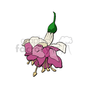 Stylized Fuchsia Flower - Floral