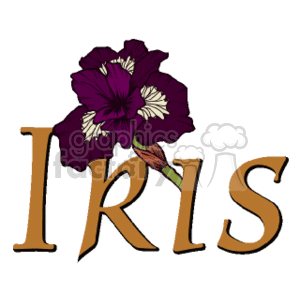 The clipart image shows a stylized illustration of a purple iris flower. The flower is detailed with shades of purple for the petals and hints of white for contrast. The iris flower is partially overlaying the word IRIS, which is written in a bold serif font in a golden color.