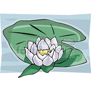 lotus on a lily