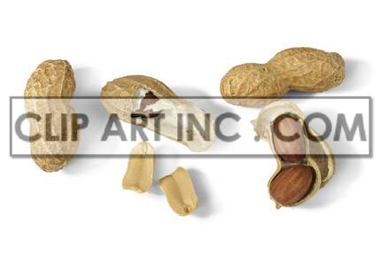 Clipart image featuring whole peanuts in their shells, partially opened shells displaying the nuts inside, and a few individual peanut kernels.