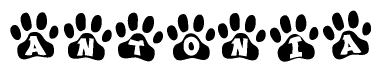 The image shows a series of animal paw prints arranged horizontally. Within each paw print, there's a letter; together they spell Antonia