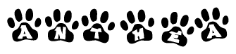The image shows a series of animal paw prints arranged horizontally. Within each paw print, there's a letter; together they spell Anthea