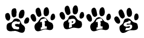 The image shows a series of animal paw prints arranged in a horizontal line. Each paw print contains a letter, and together they spell out the word Cipis.