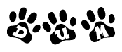 The image shows a row of animal paw prints, each containing a letter. The letters spell out the word Dum within the paw prints.