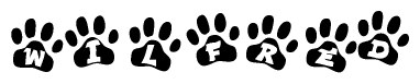 The image shows a series of animal paw prints arranged in a horizontal line. Each paw print contains a letter, and together they spell out the word Wilfred.