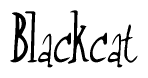 The image contains the word 'Blackcat' written in a cursive, stylized font.