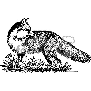 This clipart image features a black and white illustration of a fox standing on grass, depicted in a detailed, textured style.