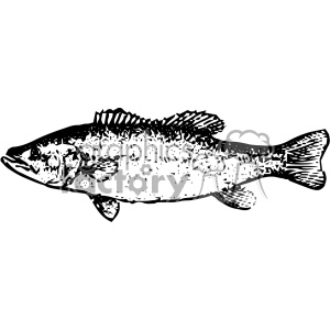 A black and white clipart image of a fish, displaying an intricate pattern on its body with distinct fins and scales.