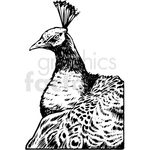 A detailed black and white clipart illustration of a peacock with intricate feather patterns.