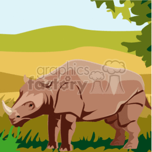 Rhinoceros eating grass