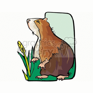 Illustration of a Brown and White Cavy Sitting in Grass
