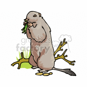 Cartoon Groundhog Eating Vegetation