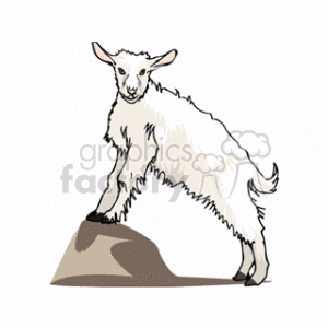Fluffy Lamb Standing on Rock