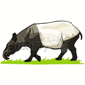 Malayan Tapir - Cartoon Representation of Distinctive Black and White Animal