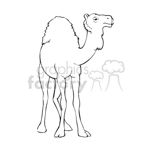 The image shows a camel facing to it's left. The camel has one humps, long legs, and a long neck. Its eyes and mouth are visible. 