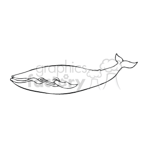 Line drawing of blue whale swimming