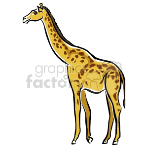 Spotted Giraffe Standing - Jungle Animal