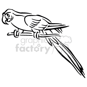   The image is a black and white line art or clipart of a parrot, more specifically a macaw, perched on a branch. It