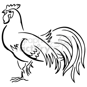   This is a black and white clipart image of a rooster. It appears to be a simple line drawing, capturing the outline and some internal details such as feathers, the comb, and the beak of the bird. The rooster is standing with its body profiled, tail feathers arching upwards, and head facing towards the left as if it