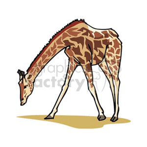 The image is a clipart of a giraffe. It showcases a single giraffe with a long neck, which is characteristic of the species, in a side view where the giraffe appears to be grazing or walking.