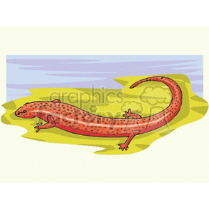   Red salamander sitting near water