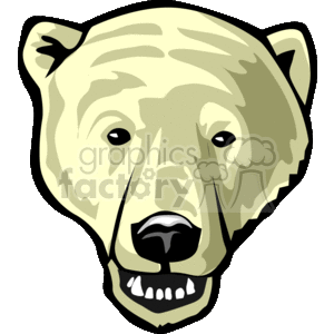 Polar bear head