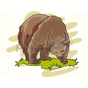 Forward facing brown bear