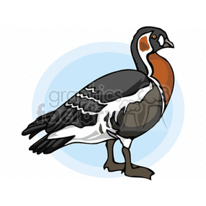 The clipart image depicts a stylized illustration of a bird that appears to be a duck, more specifically resembling a male mallard with its distinctive color pattern. However, note that the colors and pattern do not exactly match a real-life mallard, suggesting artistic interpretation.