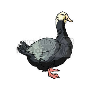 Clipart image of a black and gray duck with a white patch on its head.