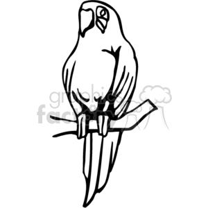 Black and white silhouette of a parrot clipart Royalty