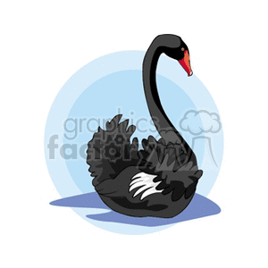 Clipart image of a black swan with a red beak depicted against a light blue circular background.