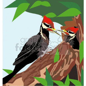 Two pileated woodpeckers