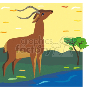 deer animals antelope antelopes gazelle Animals Deer