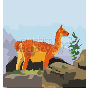 Llama on Rocky Terrain