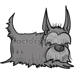 Little Cairn Terrier dog