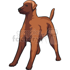 Brown Dog - Standing Domestic Pet