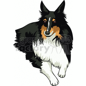 The image is a clipart representation of a black, white, and tan colored dog that appears to be a Shetland Sheepdog, also known as a Sheltie, which is often mistaken for a miniature Collie due to its similar appearance.