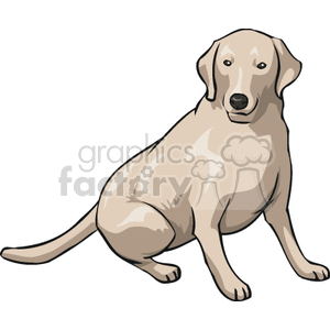 Labrador Retriever - Friendly Pet Dog