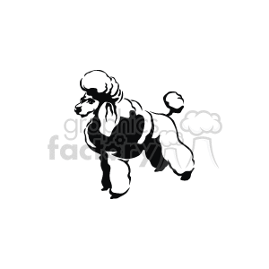 The clipart image shows a  black and white drawing of a poodle standing. The dog is facing to the left and standing on all fours. It has a big fluffy tail
